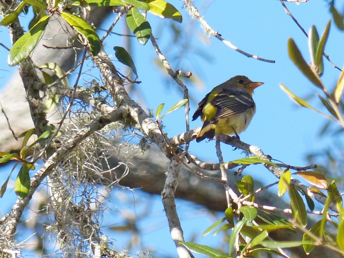 Western Tanager - ML214004891