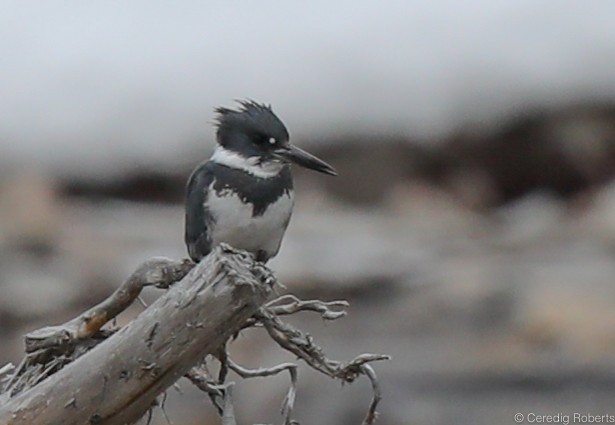 Belted Kingfisher - ML214005811