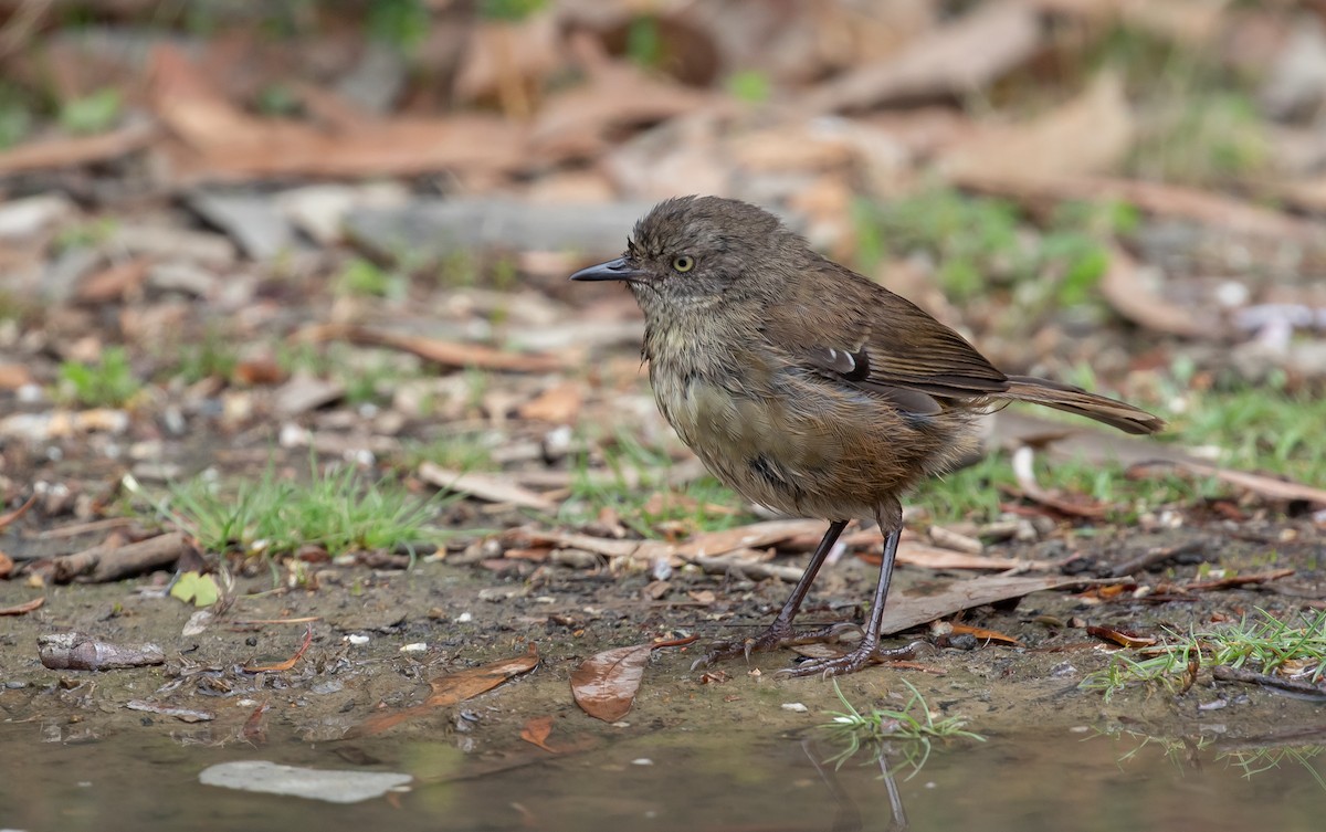 Tasmanian Scrubwren - ML214006121