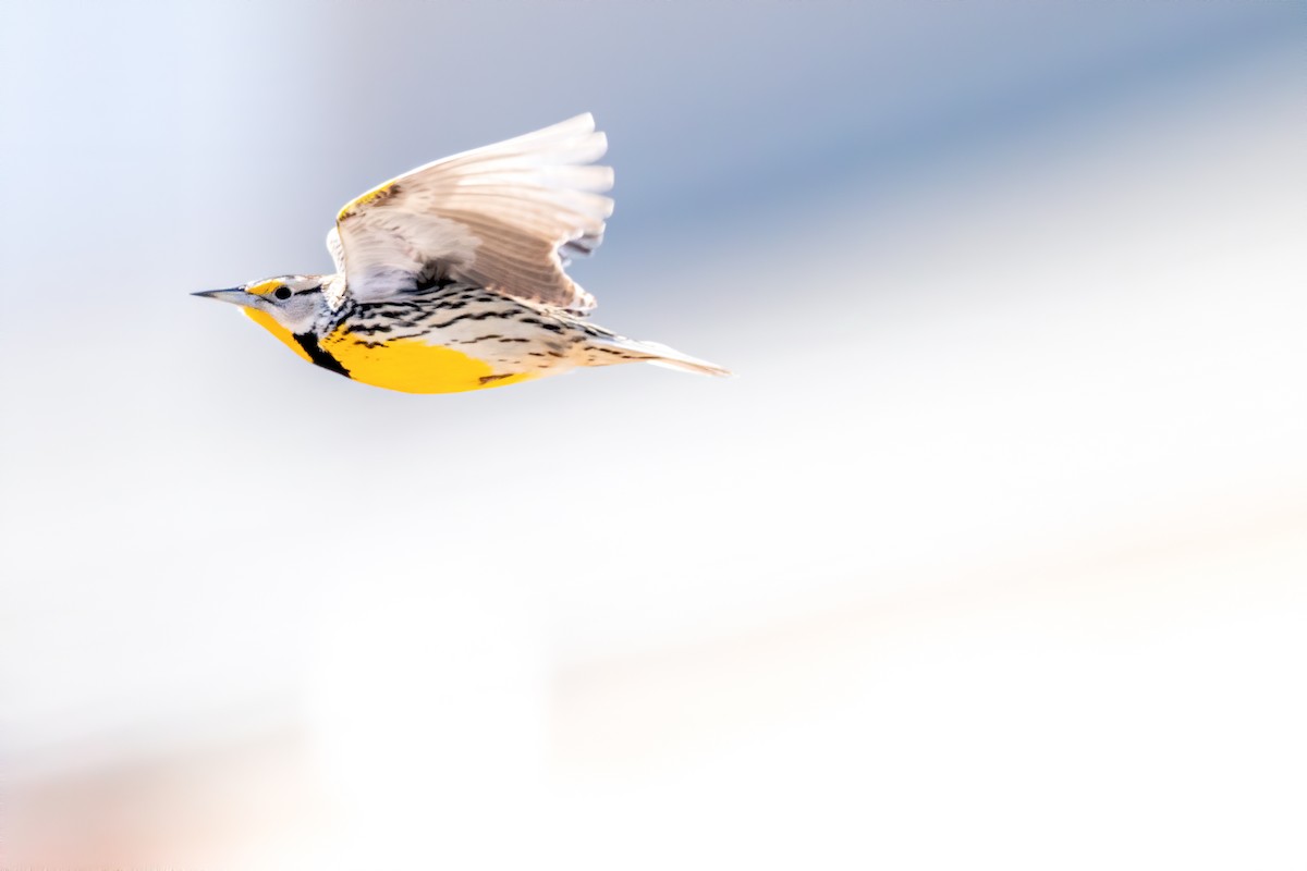 Eastern Meadowlark - ML214006761