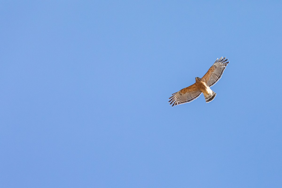 Red-shouldered Hawk - ML214006831