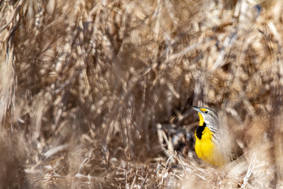 Eastern Meadowlark - ML214006851