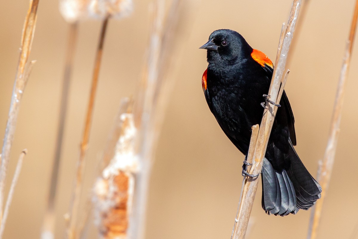 Red-winged Blackbird - ML214006921