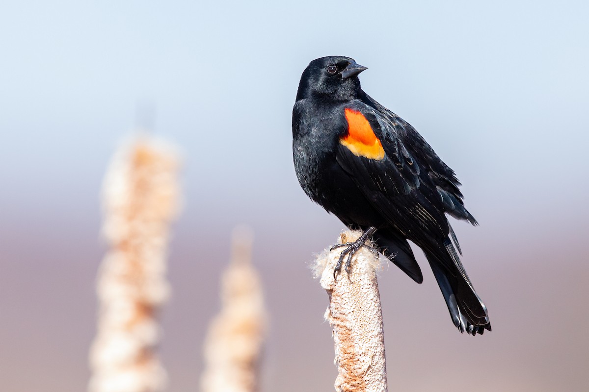 Red-winged Blackbird - ML214006961