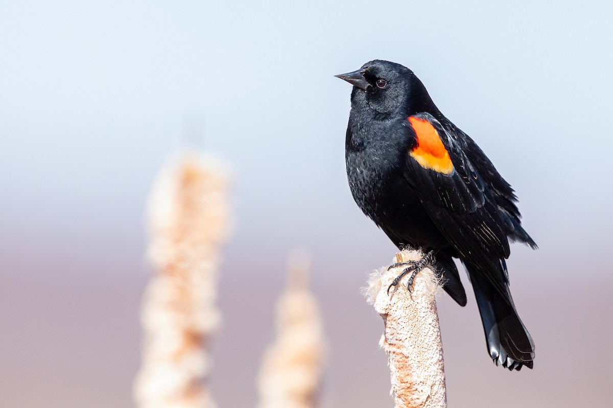 Red-winged Blackbird - ML214006981