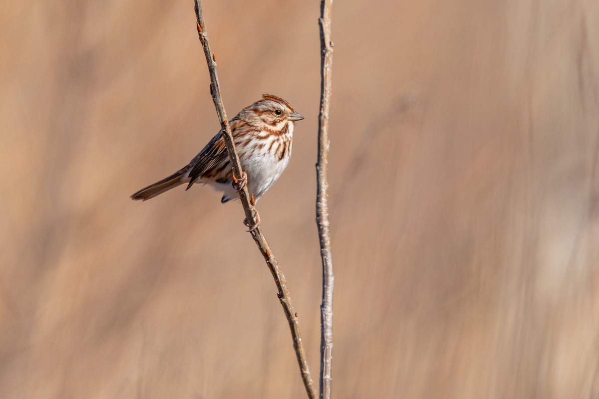 Song Sparrow - ML214007041