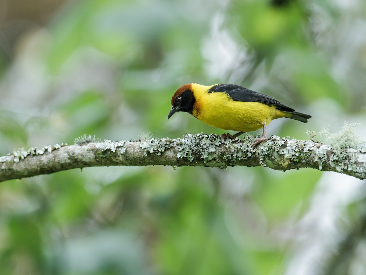 Brown-capped Weaver - Nick Athanas