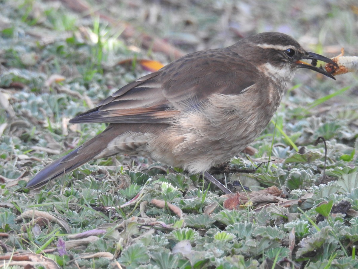 Chestnut-winged Cinclodes - ML214007941