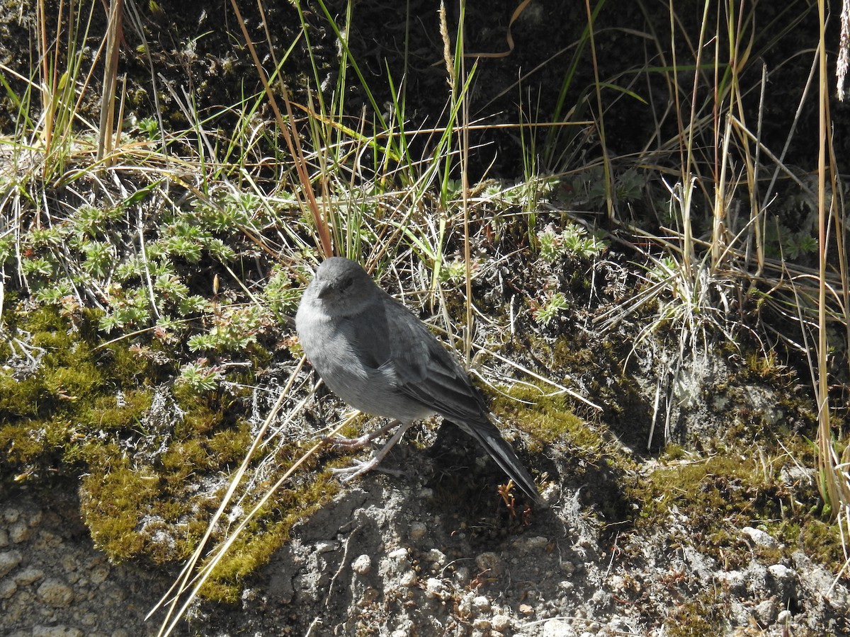 Plumbeous Sierra Finch - ML214007971