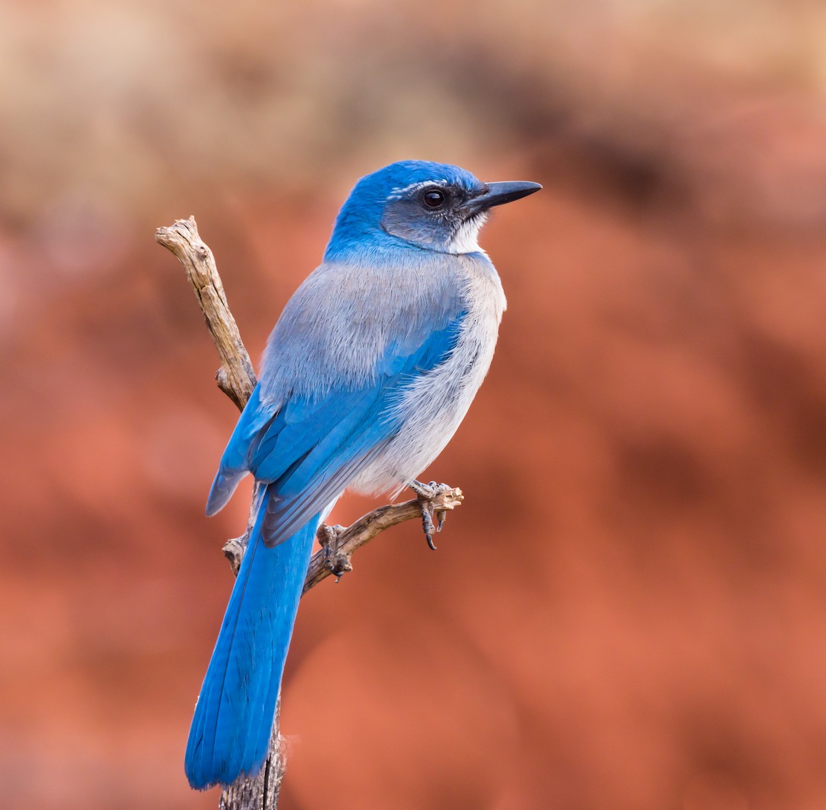 Woodhouse's Scrub-Jay - Jim Merritt