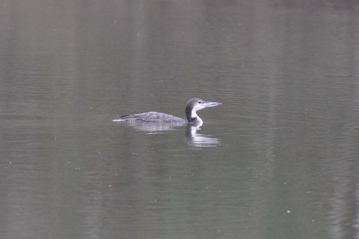 Common Loon - ML21400941