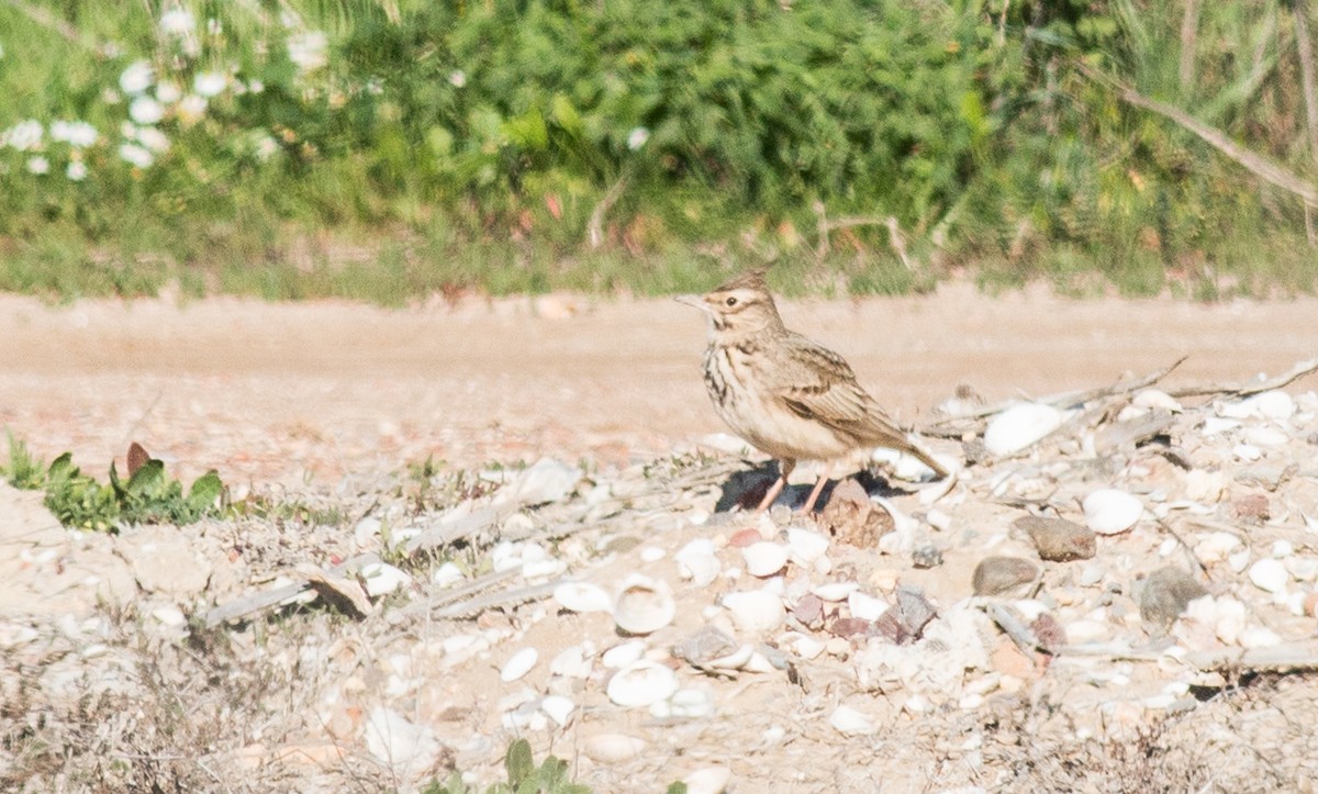 Crested Lark - ML214009971