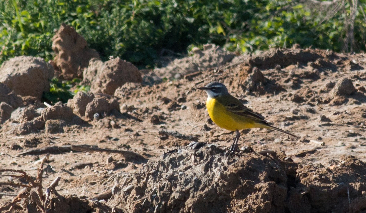 Western Yellow Wagtail (iberiae/cinereocapilla/pygmaea) - ML214010001