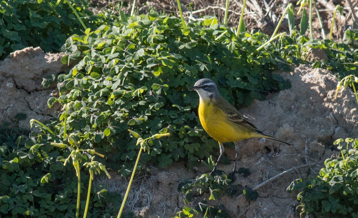 Western Yellow Wagtail (iberiae/cinereocapilla/pygmaea) - ML214010011