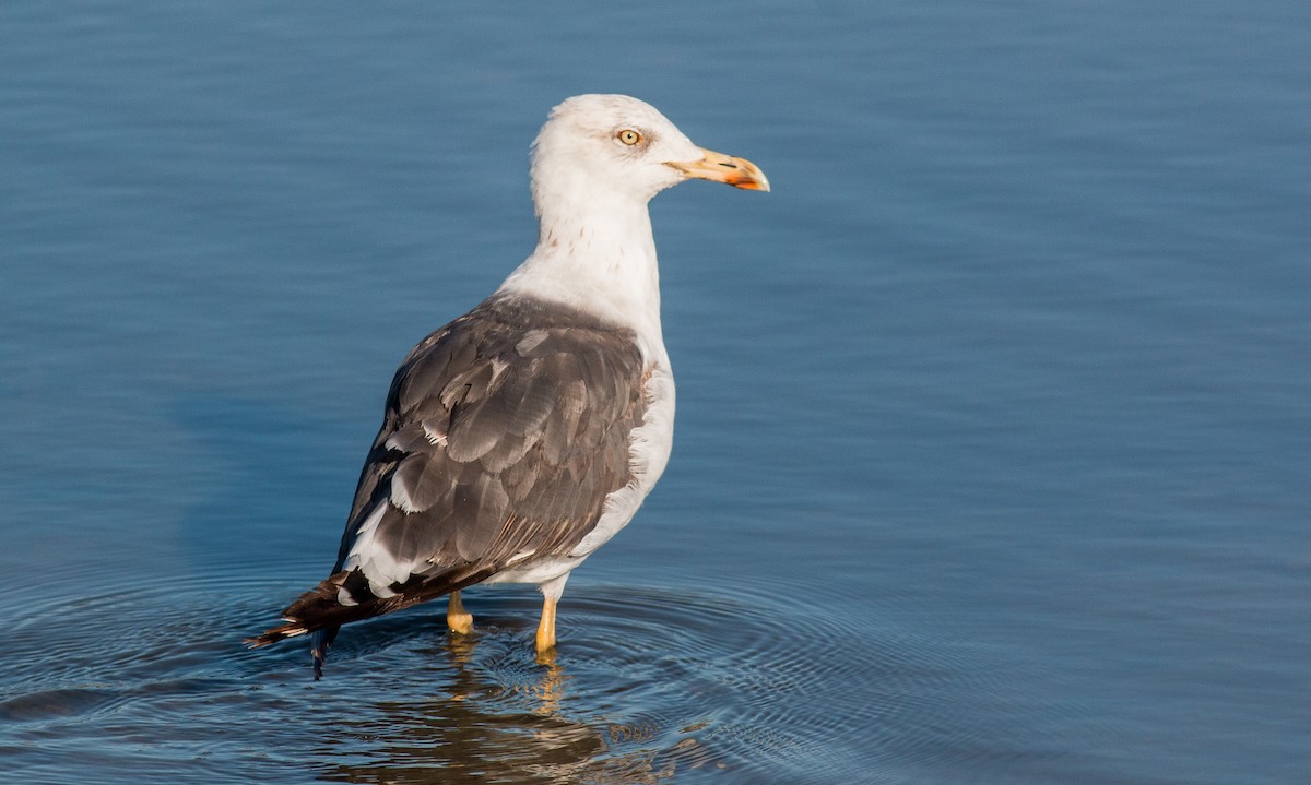 Lesser Black-backed Gull - ML214011401