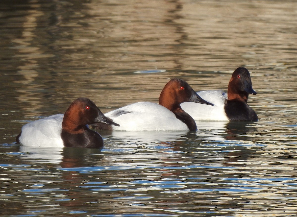 Canvasback - ML214016701