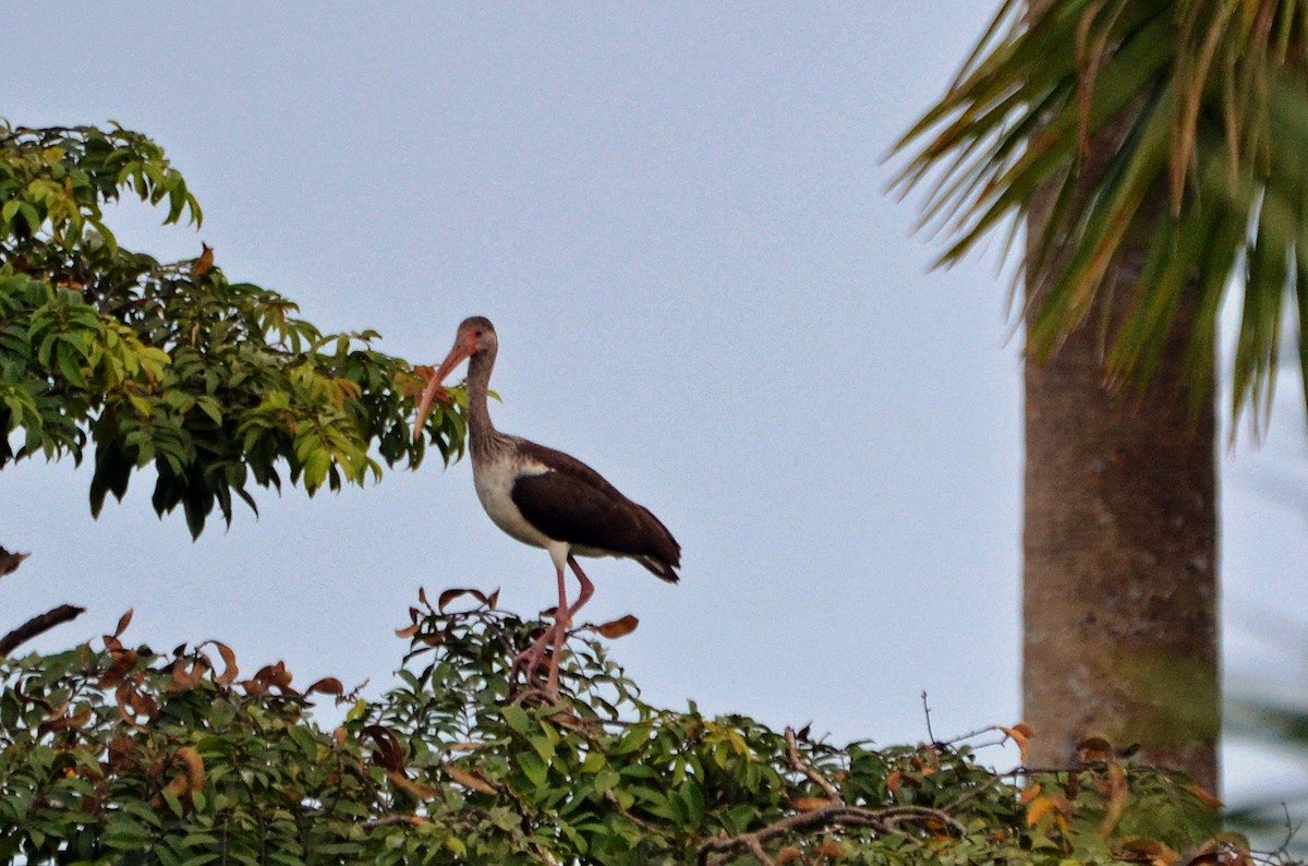 ibis bílý - ML21401731