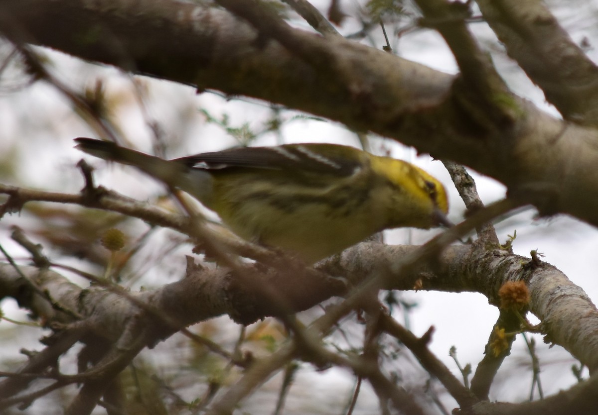 Black-throated Green Warbler - ML214019261