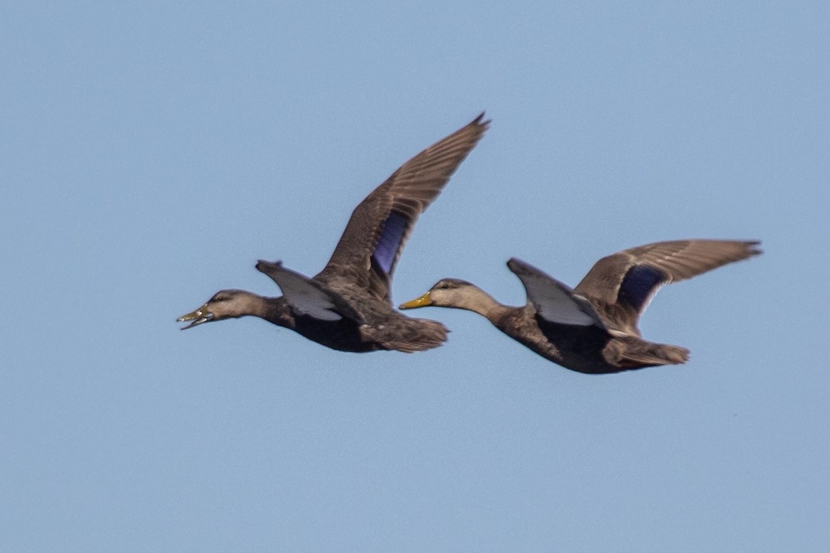 American Black Duck - ML214019401