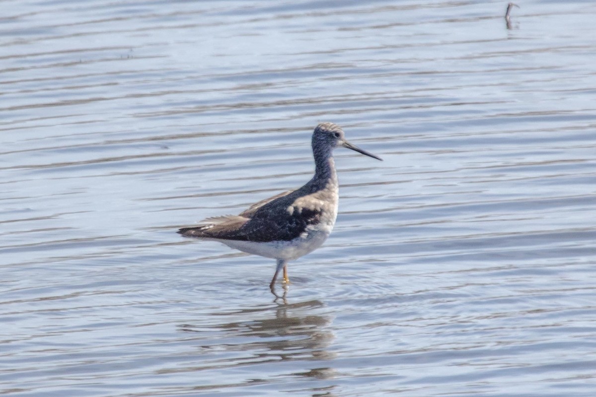 Greater Yellowlegs - ML214019521