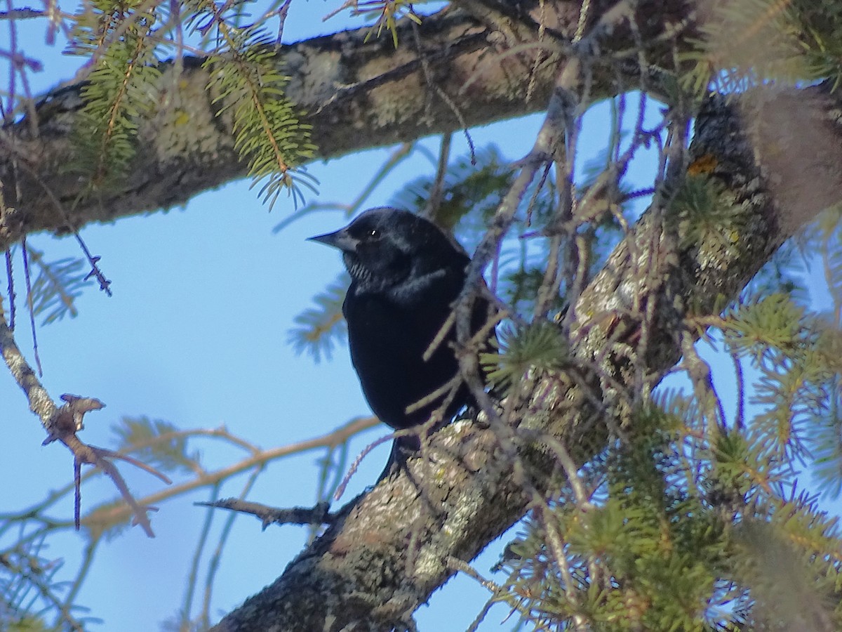 Red-winged Blackbird - Keith Wickens