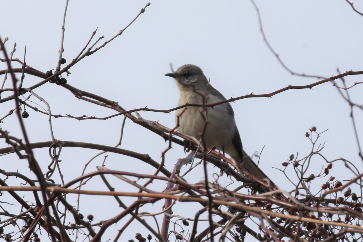 Northern Mockingbird - ML214022691