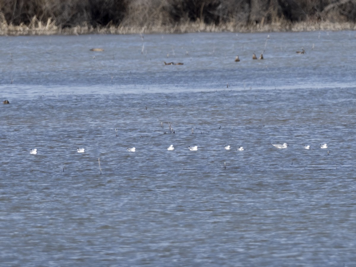 Bonaparte's Gull - Steven Hunter