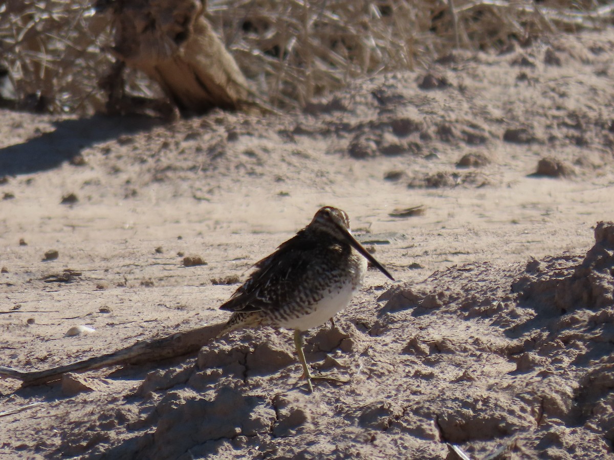 Wilson's Snipe - ML214026481