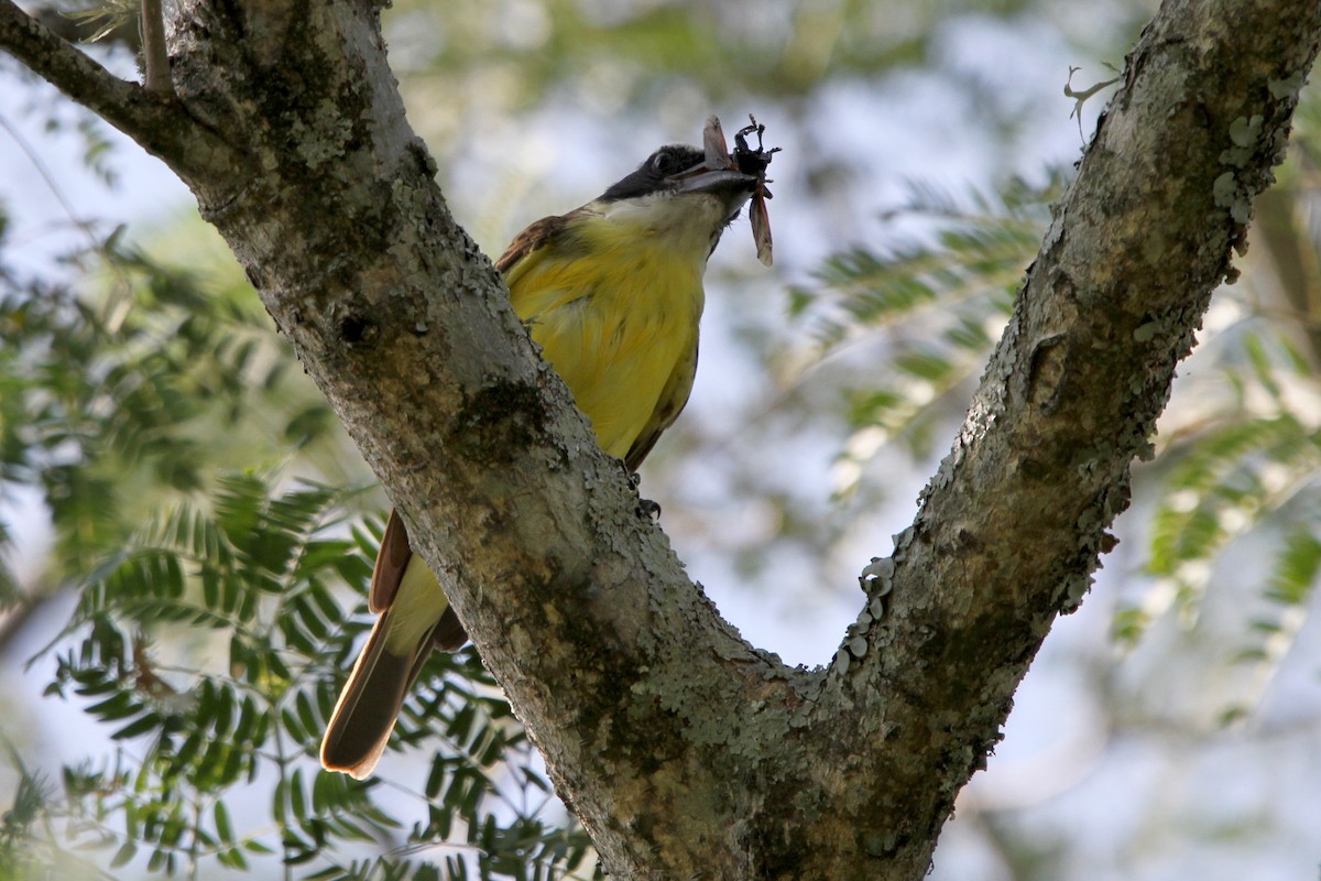 Boat-billed Flycatcher - ML214027551