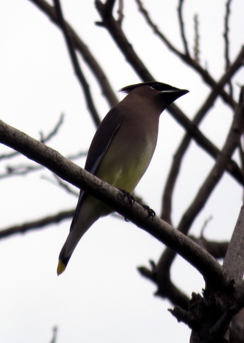 Cedar Waxwing - Matthew Torres