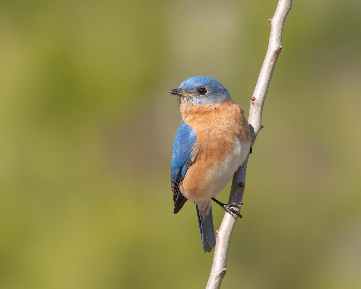 Eastern Bluebird - ML214028981