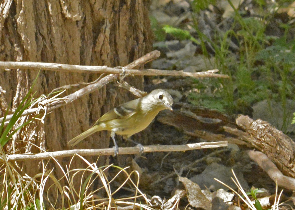 Hutton's Vireo - ML214031151
