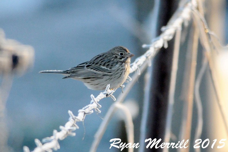 Vesper Sparrow - ML21403151