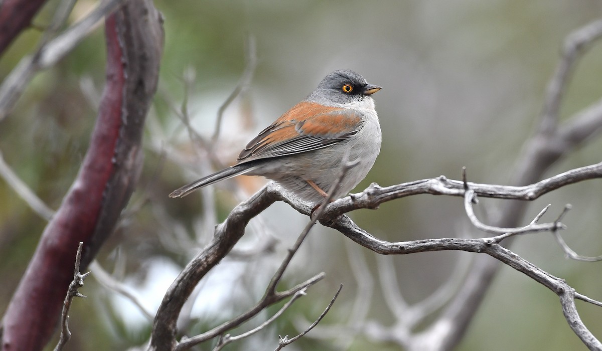 Yellow-eyed Junco - ML214032241