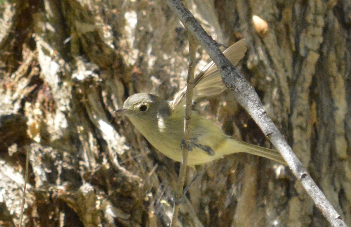 Hutton's Vireo - ML214032411