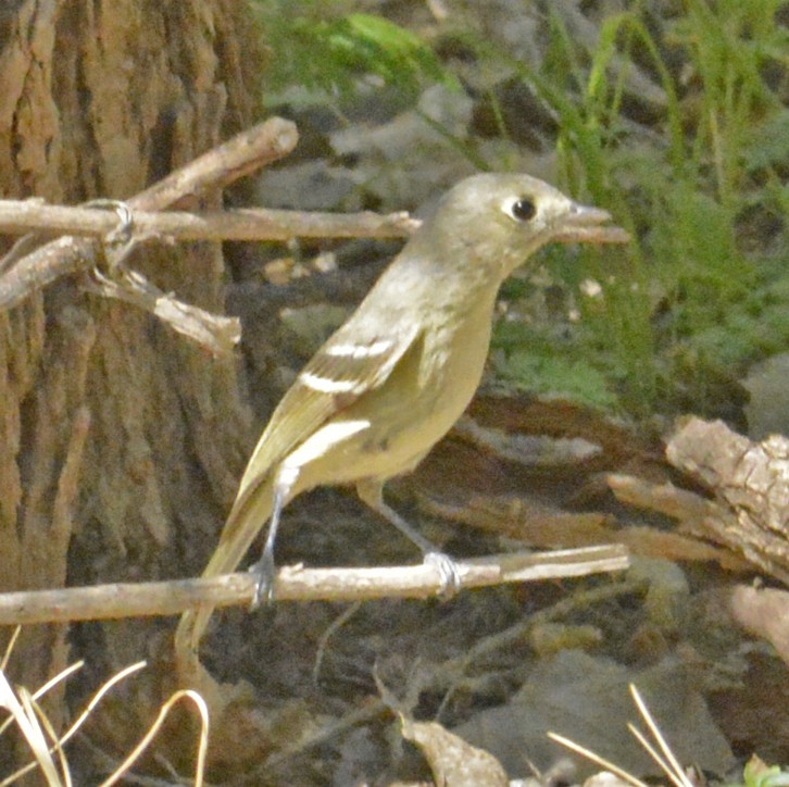 Hutton's Vireo - ML214033131