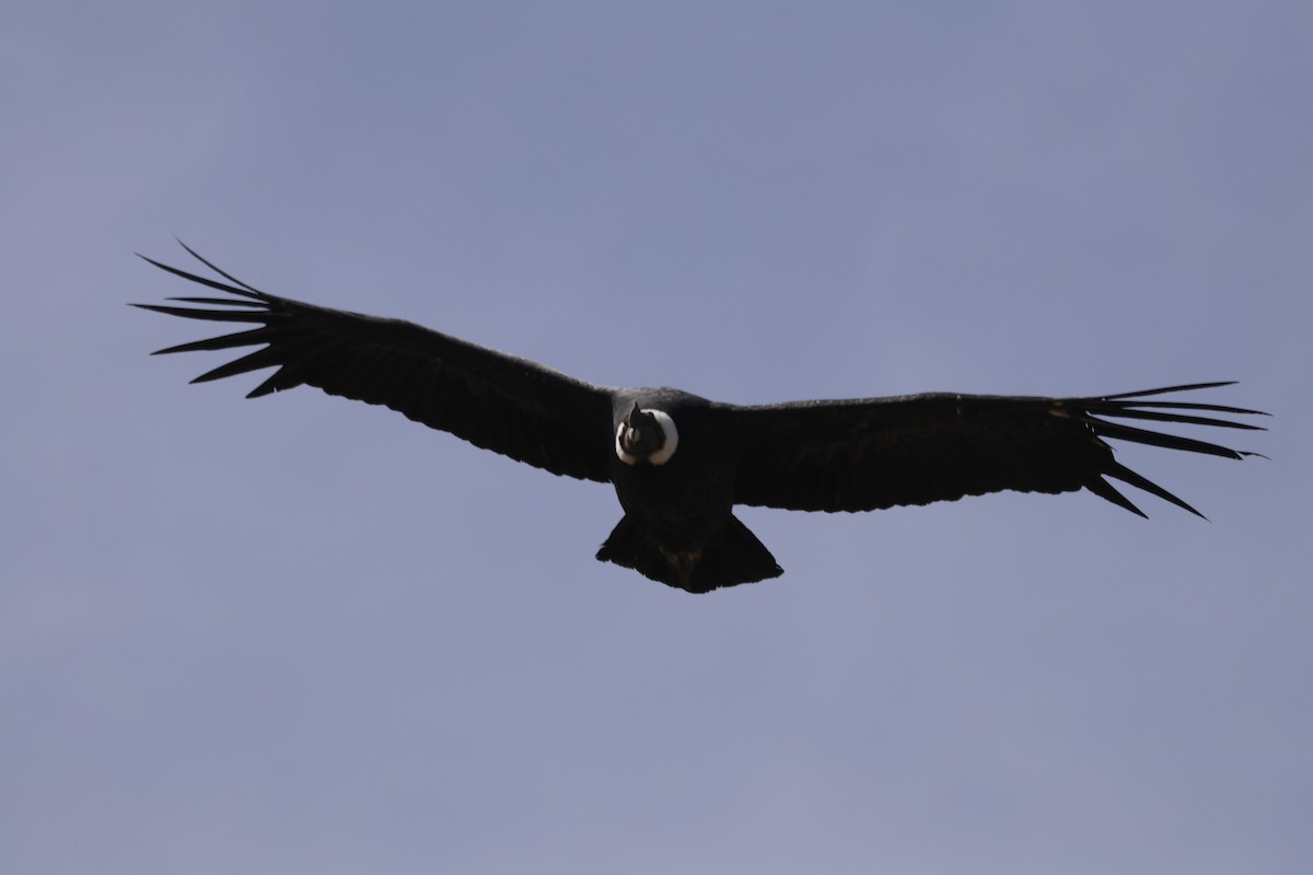 Andean Condor - Cecilia de Larminat