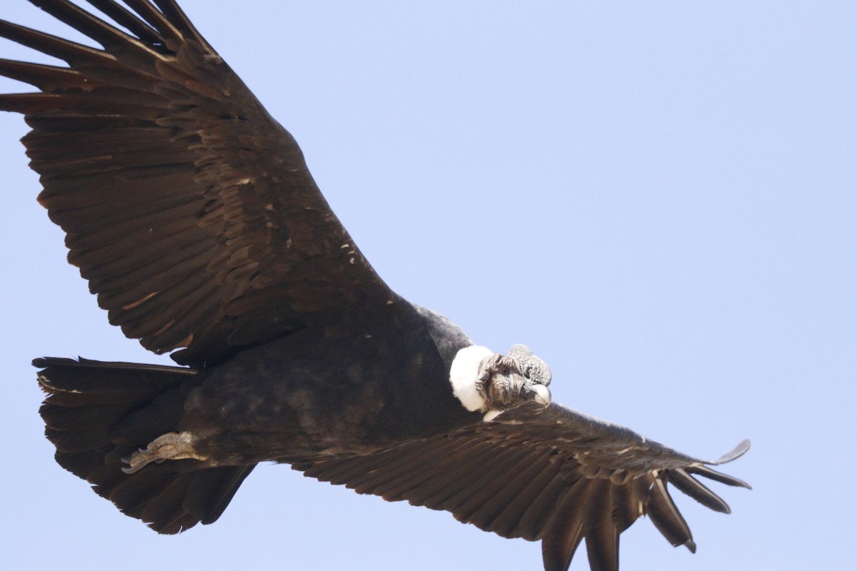 Condor des Andes - ML214033981