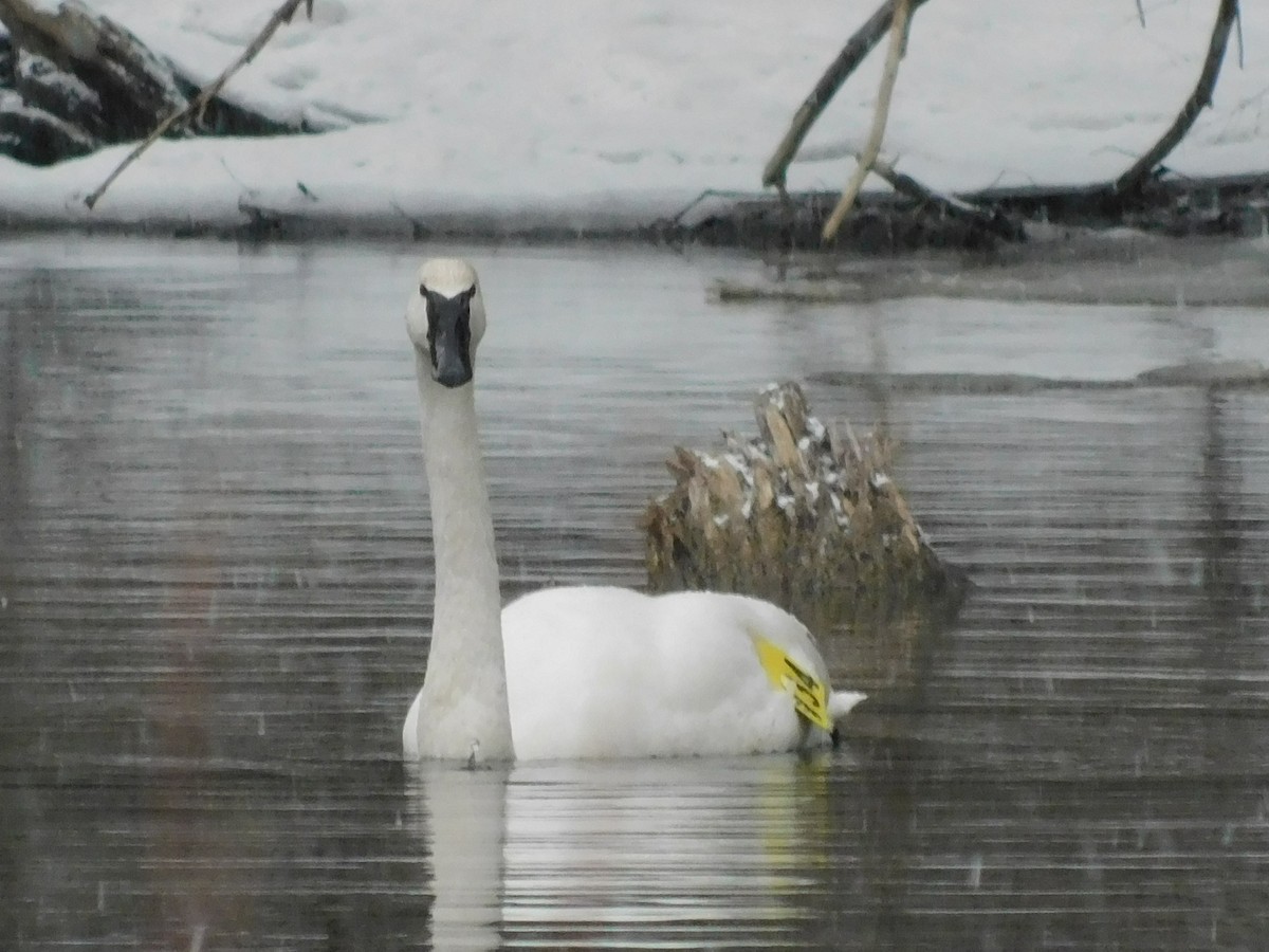 Trumpeter Swan - ML214034991