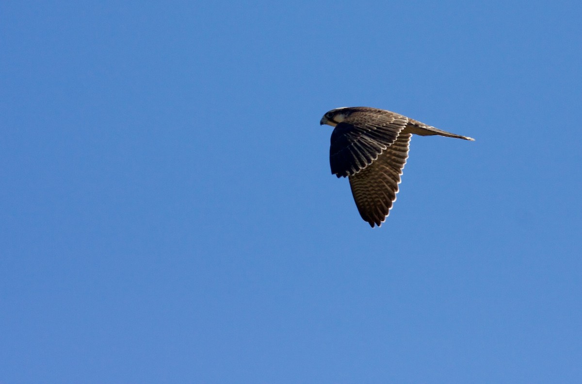 Lanner Falcon - ML21403741