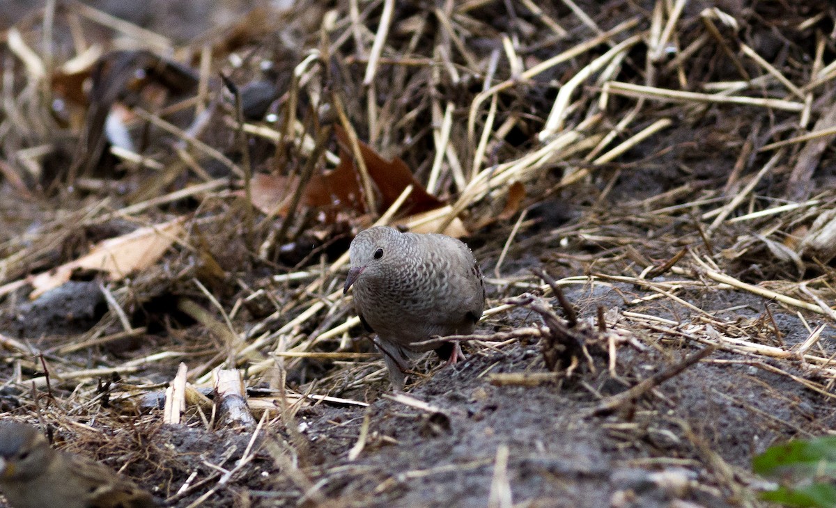 Common Ground Dove - Steve Motyl