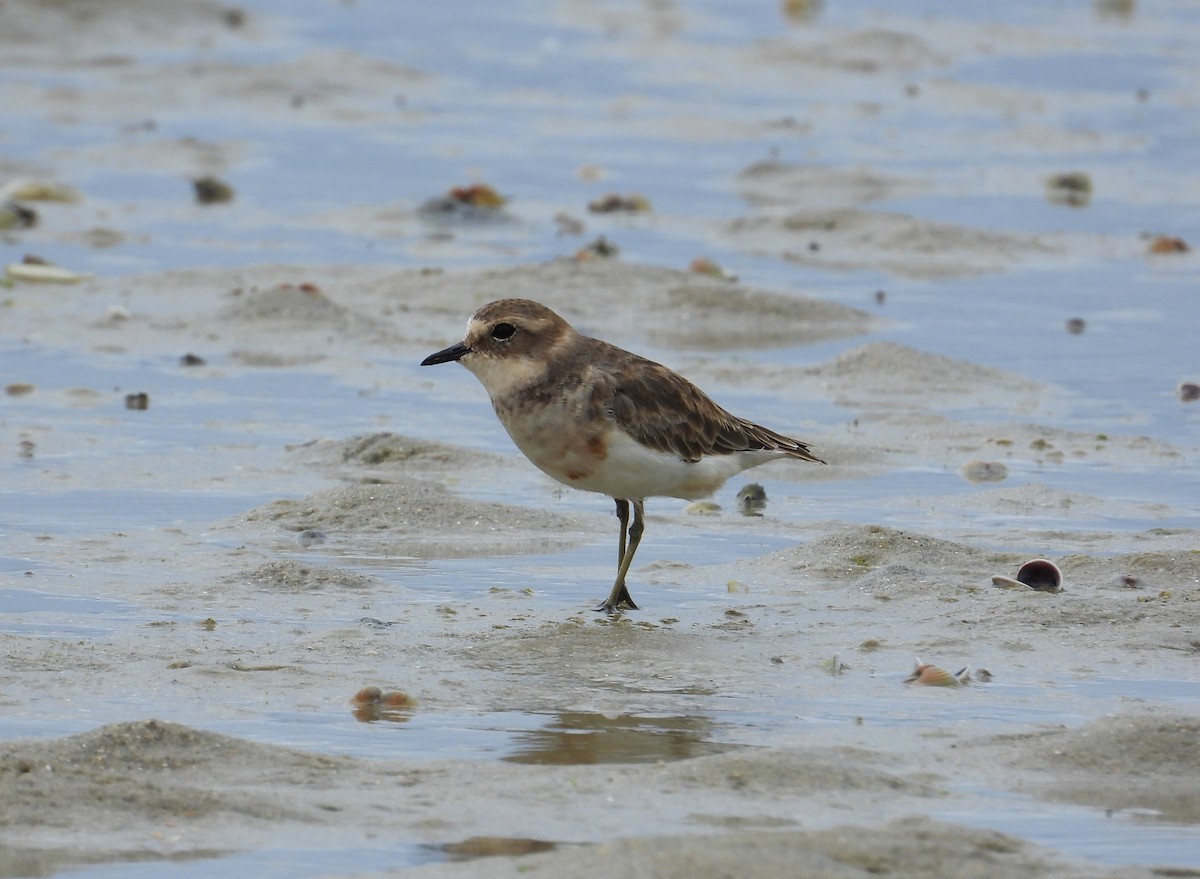 Double-banded Plover - ML214038371