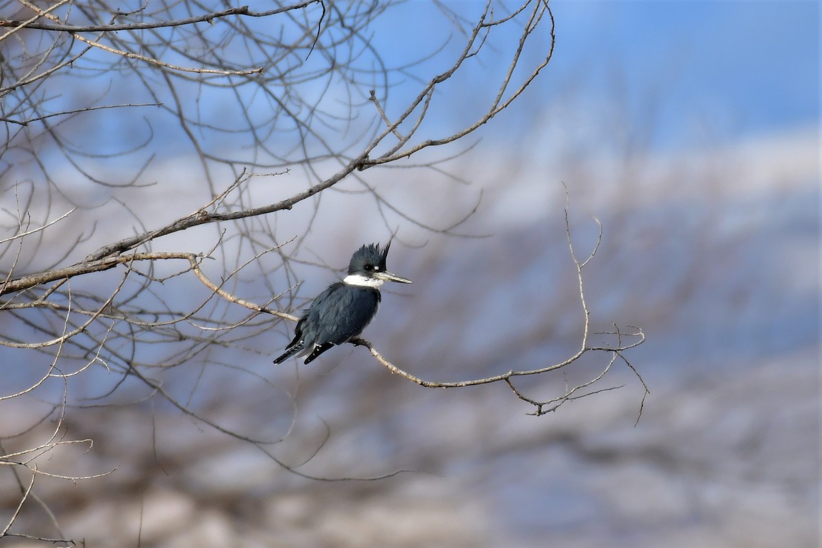 Belted Kingfisher - Harold Ziolkowski