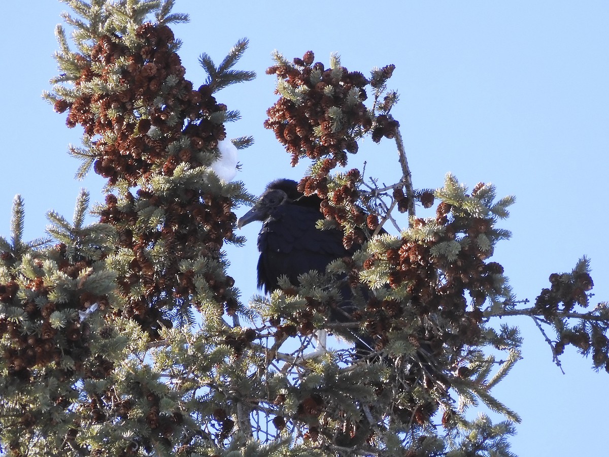 Black Vulture - ML214040511