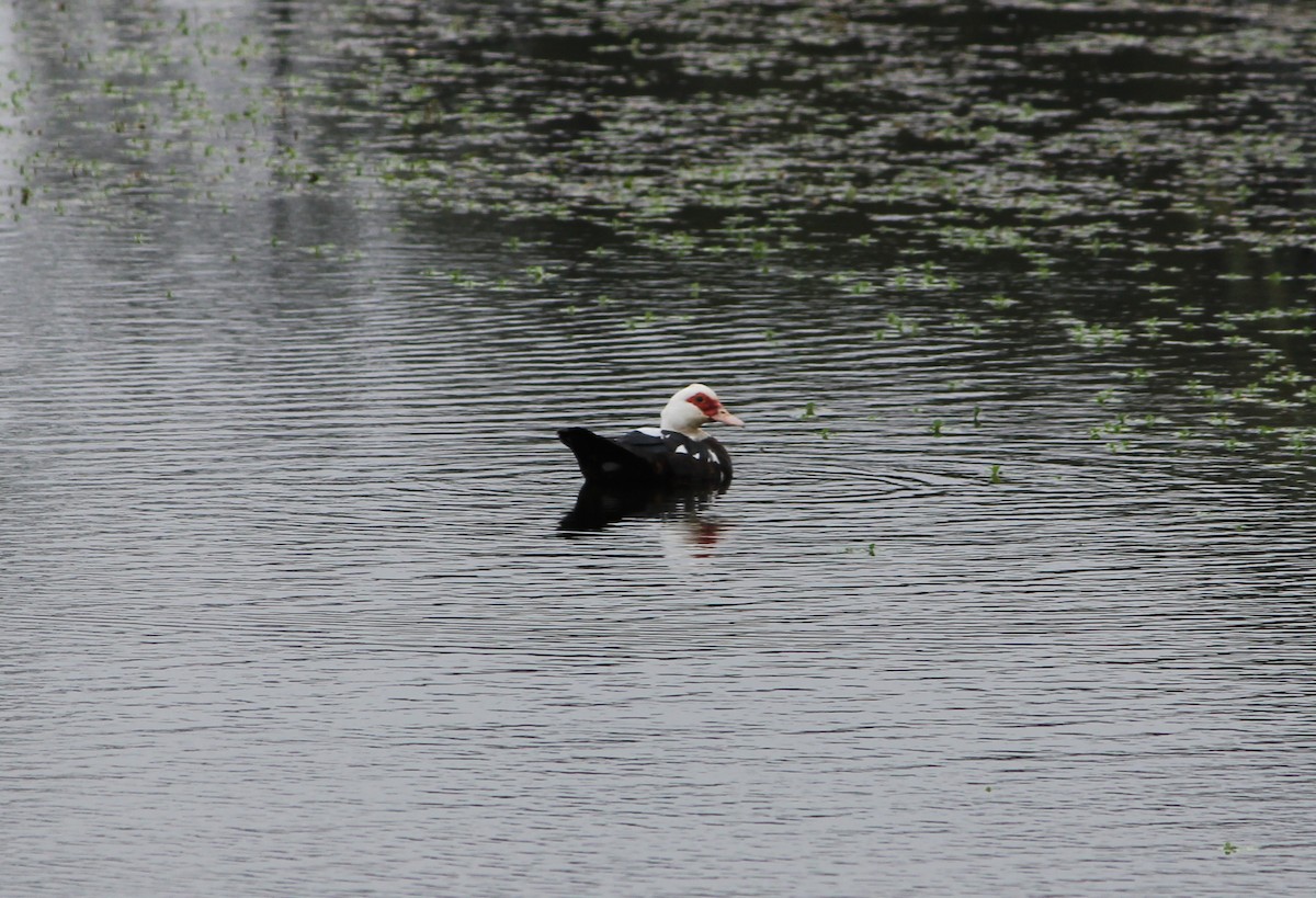 Muscovy Duck (Domestic type) - ML21404111
