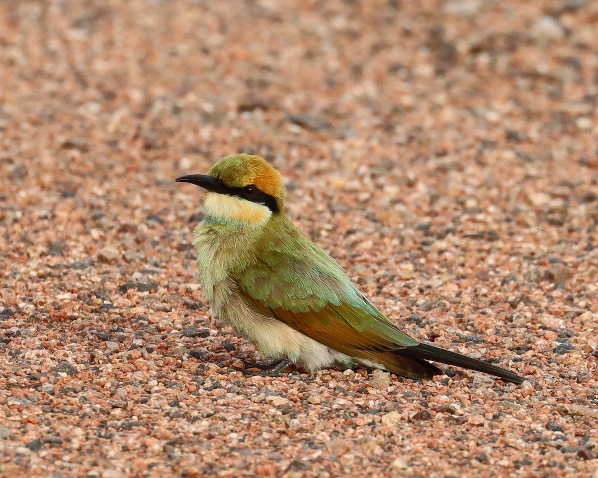 Rainbow Bee-eater - ML214041251