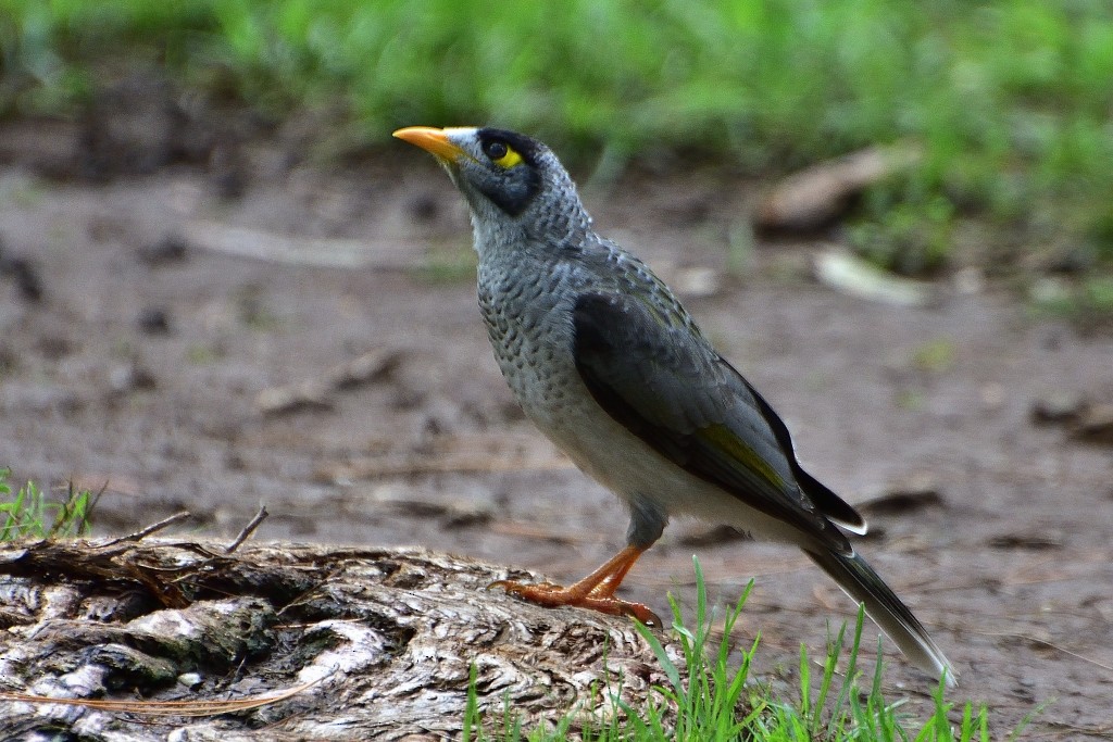 Noisy Miner - ML214041321