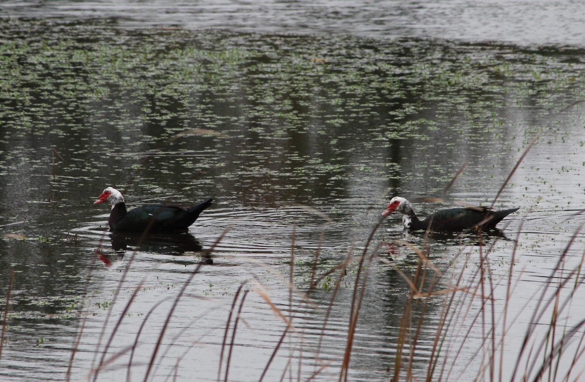 Muscovy Duck (Domestic type) - ML21404141