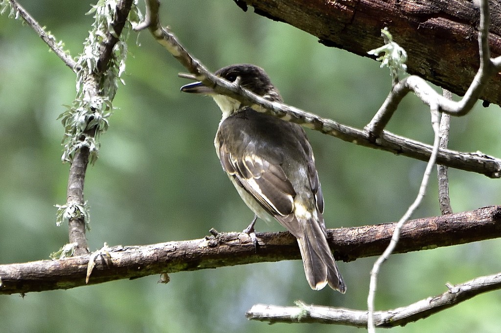 Gray Butcherbird - ML214041451