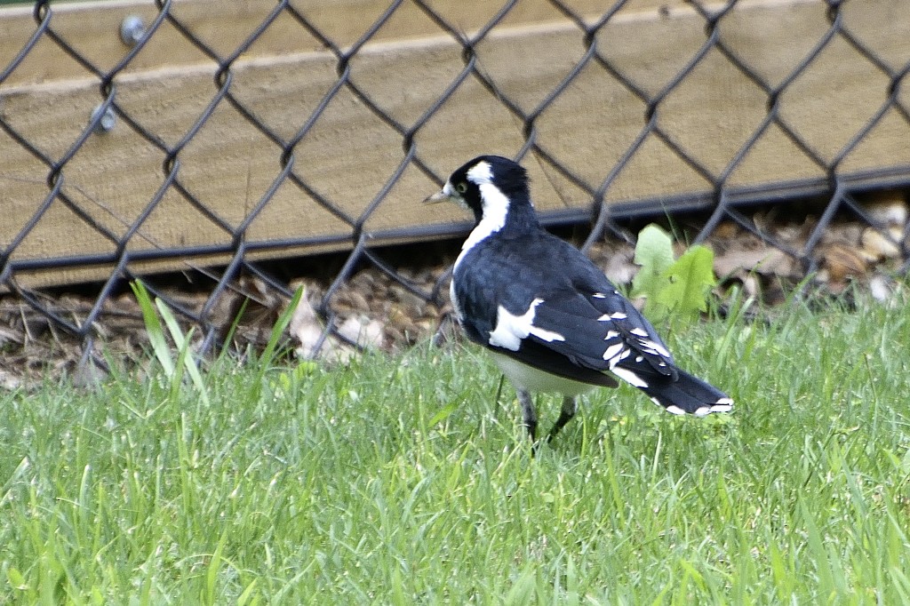 Magpie-lark - ML214041521